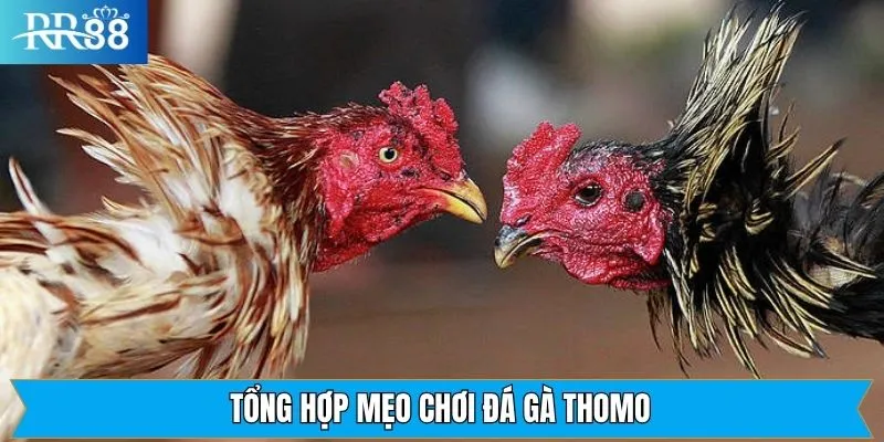 Các mẹo chơi đá gà Thomo hữu ích nên nắm rõ 