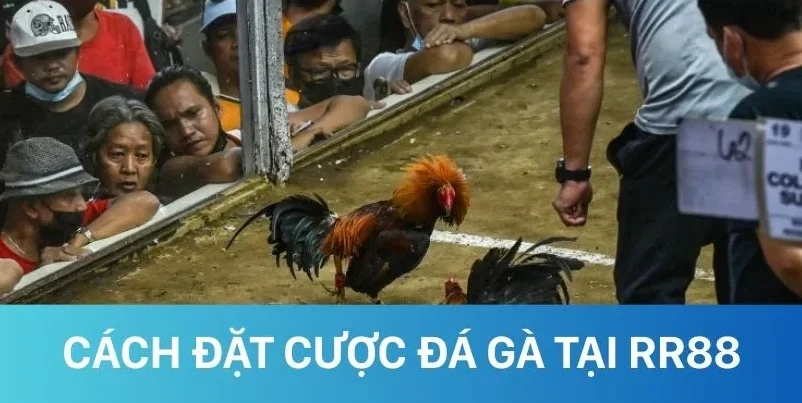 Hướng dẫn các bước chi tiết để đặt cược đá gà RR88