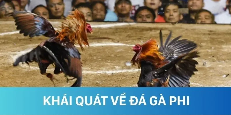 Khái quát đôi nét về loại hình đá gà Phi